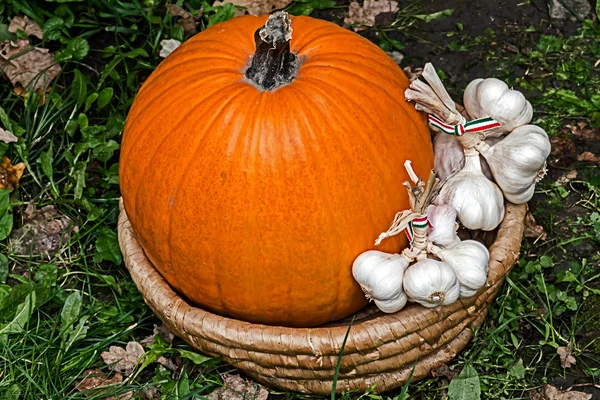 Pumpkins and garlic placed in a wicker basket — Stock Photo, Image