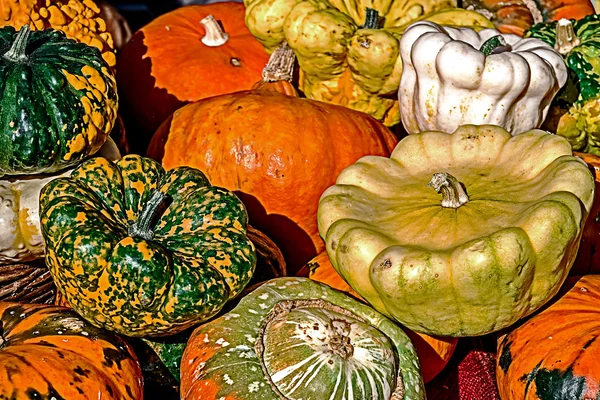 Mixed colorful pumpkins — Stock Photo, Image