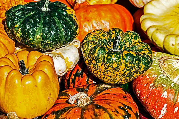 Mixed colorful pumpkins 2 — Stock Photo, Image