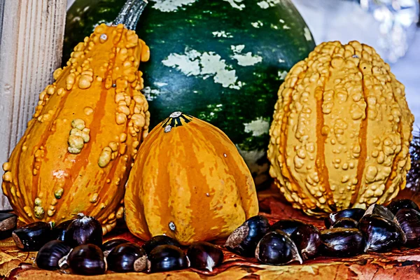 Pumpkins with chestnuts — Stock Photo, Image