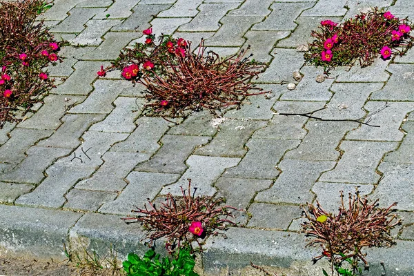 Pavimentación con flores — Foto de Stock