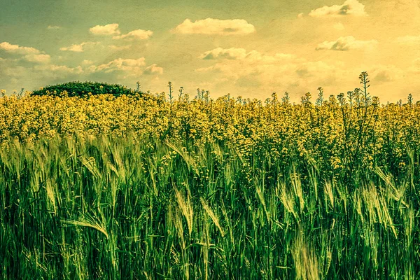 Vecchia foto con uno stupro lan e orzo — Foto Stock