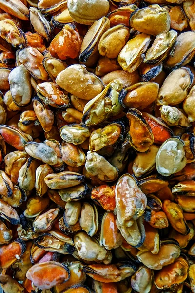 Ramo con conchas de núcleo congelado —  Fotos de Stock