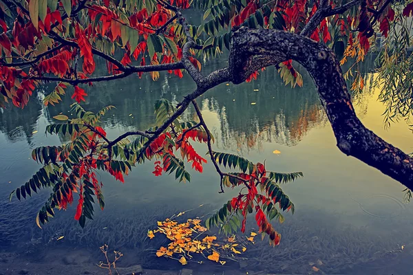Vintage look met boom in de herfst op de kust rond de rivier — Stockfoto