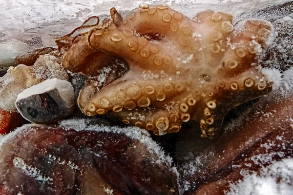 Замороженное мясо осьминога 1 — стоковое фото