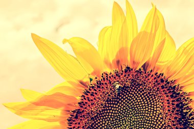 Vintage bir görünüm bir ayçiçeği