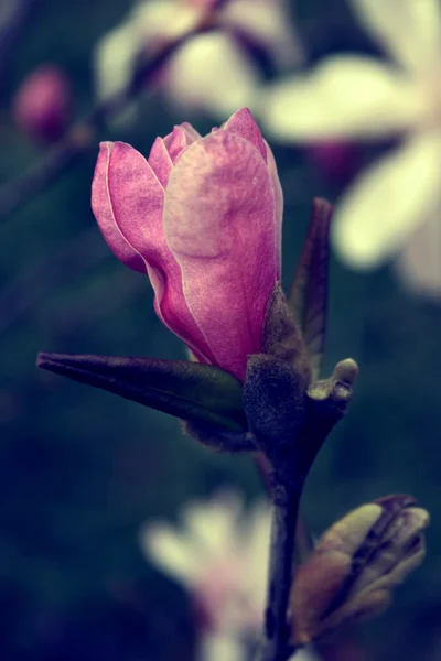 春の初め 1 のモクレンの芽 — ストック写真