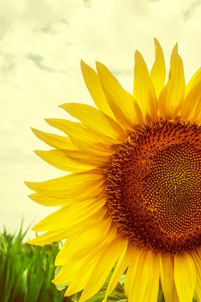 Vintage look at one sunflower 1 — Stock Photo, Image