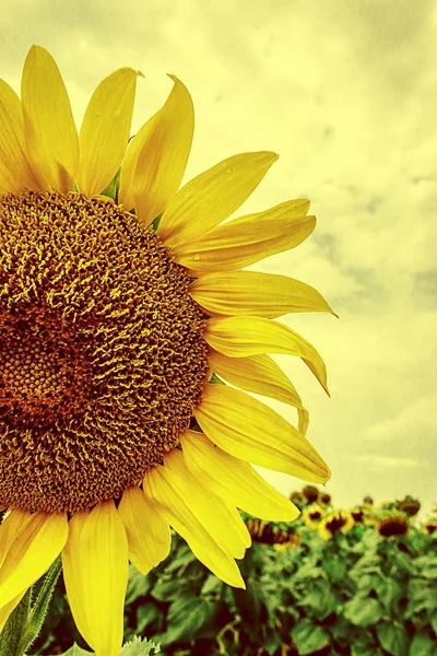 Vintage look at one sunflower 3 — Stock Photo, Image