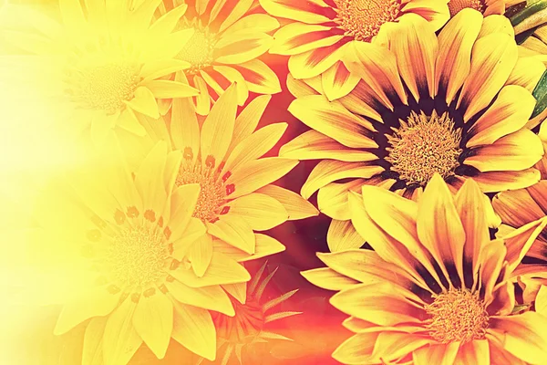 Sluníčko s žluté sedmikrásky — Stock fotografie