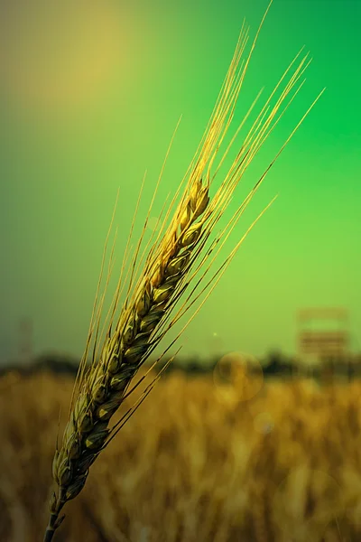 Arka plan buğday kulaklarında, sabah ışık ile — Stok fotoğraf