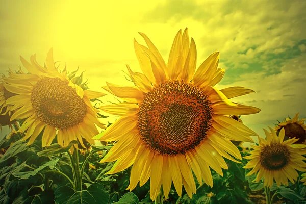 Veld met zonnebloem vintage zoeken — Stockfoto