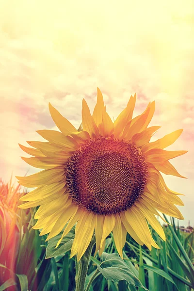 Girasole in look vintage 1 — Foto Stock