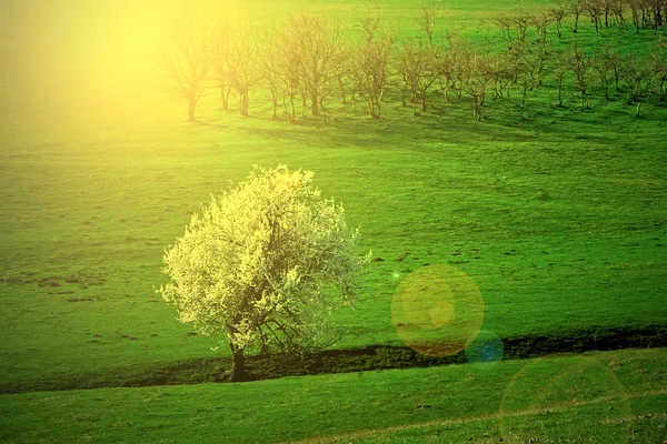 Primavera albero fioritura in riflesso lente — Foto Stock