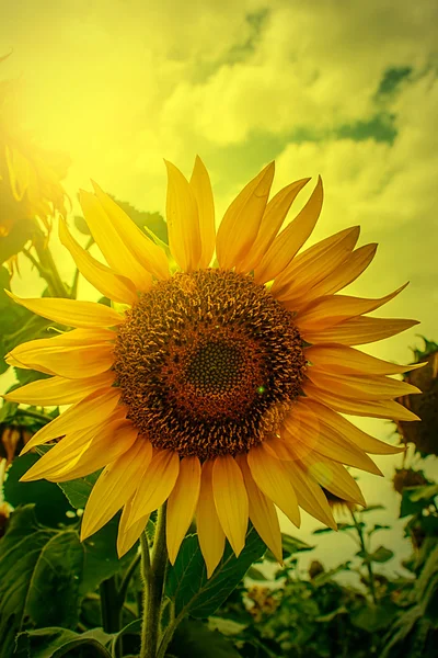 Zonnebloem vintage zoeken — Stockfoto