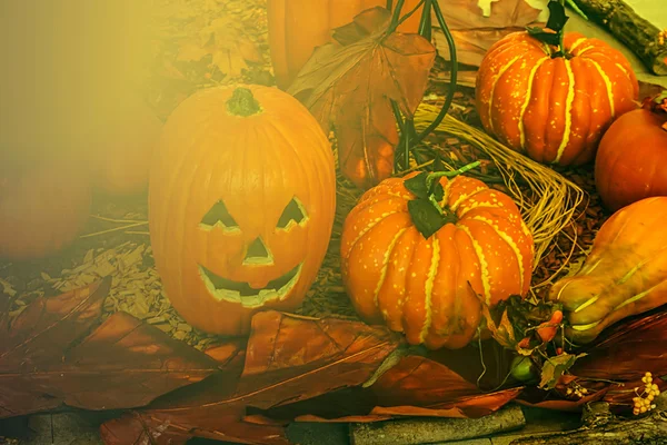 Arreglo para Halloween en la luz del atardecer 1 —  Fotos de Stock