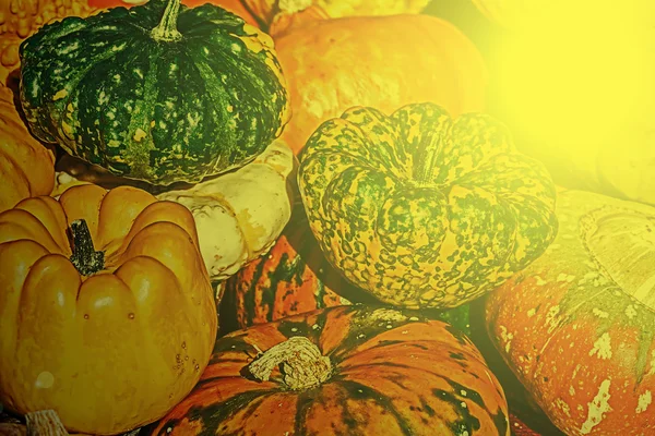 Mixed colorful pumpkins in autumn sunset light 2 — Stock Photo, Image