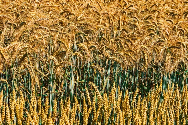 Різні сорти пшениці 4 — стокове фото