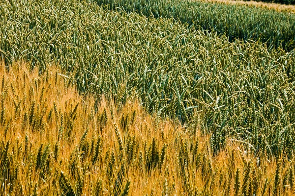 Verschiedene Weizensorten 3 — Stockfoto