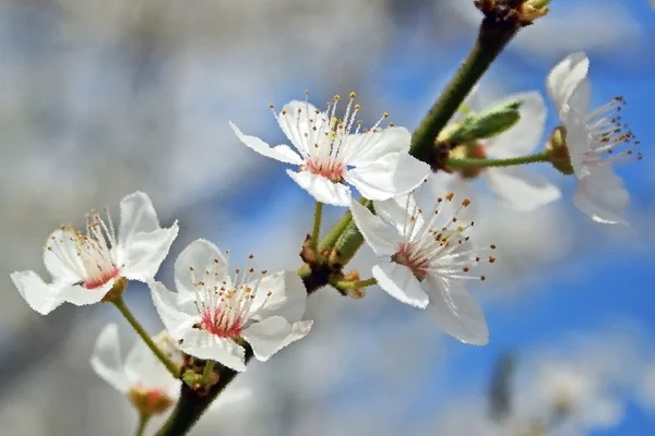 Oddział z apple blossom w formie malarskiej — Zdjęcie stockowe