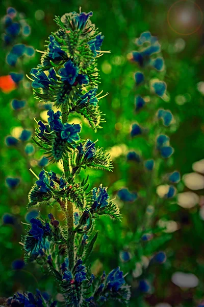 Flores no campo ao pôr-do-sol — Fotografia de Stock