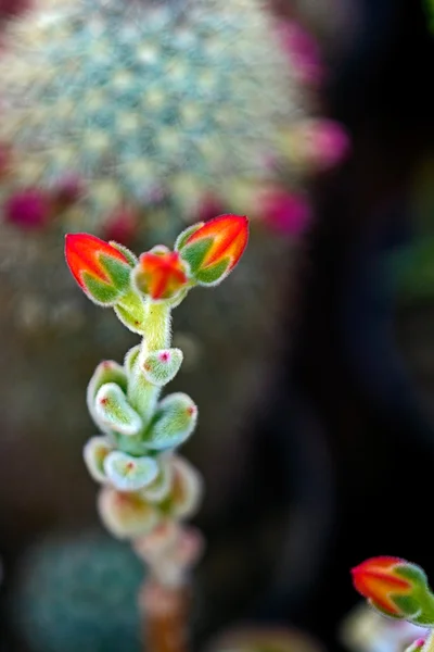 Cactus flor 1 —  Fotos de Stock