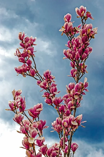 Takken met bloeiende magnolia — Stockfoto