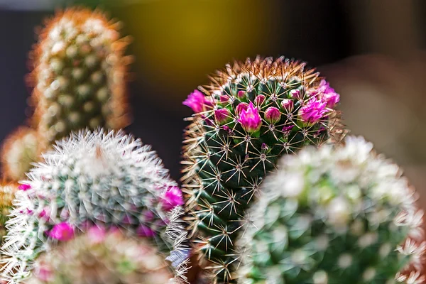 Cactos com flores fotos de stock, imágenes de Cactos com flores sin  royalties | Depositphotos