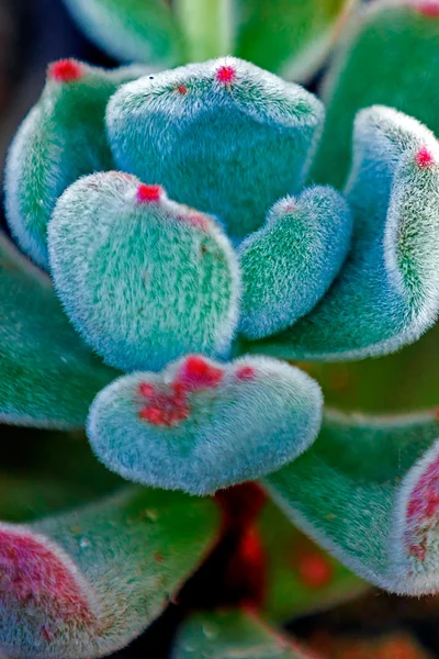 Hojas y flores de cactus —  Fotos de Stock