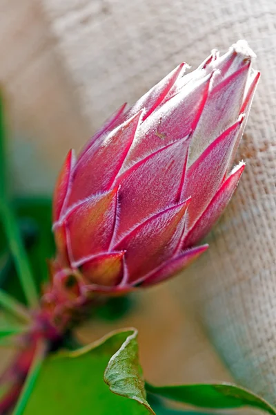 Makro kaktus květ — Stock fotografie