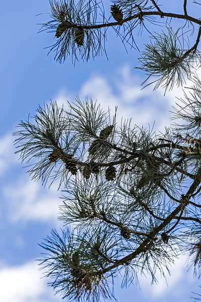 자연 나뭇가지 2 그리기 — 스톡 사진