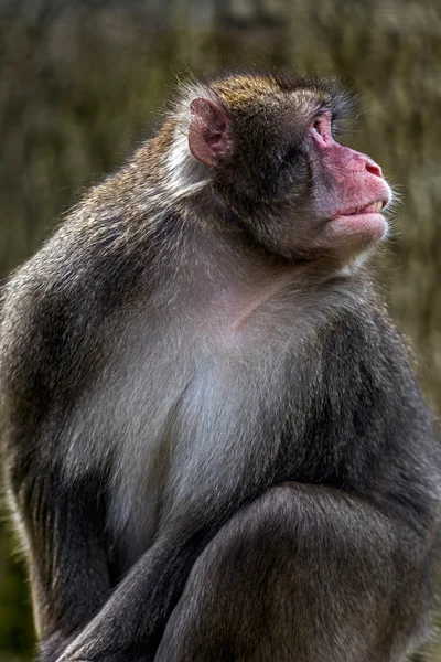 Portret van aap 2 — Stockfoto