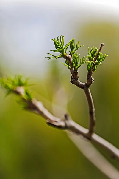 Pączek wiosna liści — Zdjęcie stockowe