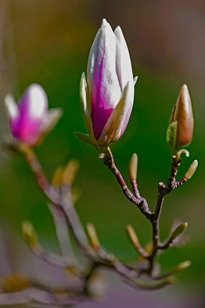 Våren magnolia bud och blomma — Stockfoto