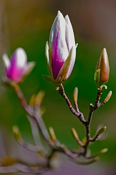 Magnólia primavera botão e flor — Fotografia de Stock