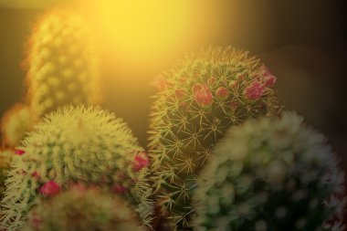 Makro kaktüs çiçek çiçeklenme günbatımı açık 2