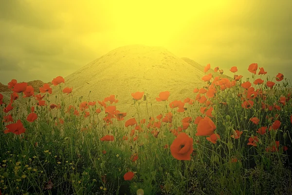 Field of poppies and a sand dune in sunset light — Stock Photo, Image