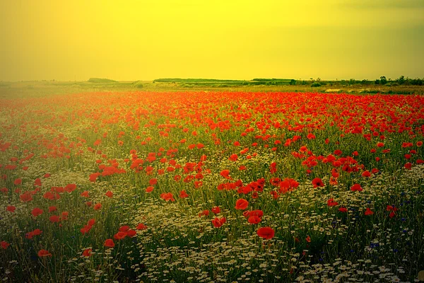 Haşhaş ve papatya günbatımı ışık 2 manzara — Stok fotoğraf