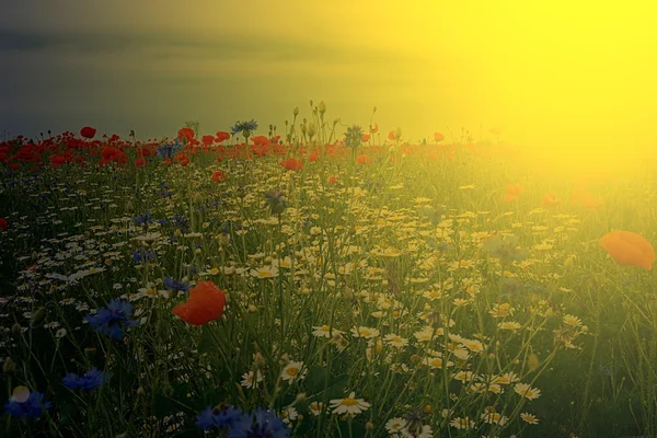 Landscape with poppies and chamomile in sunset light 3 — Stock Photo, Image