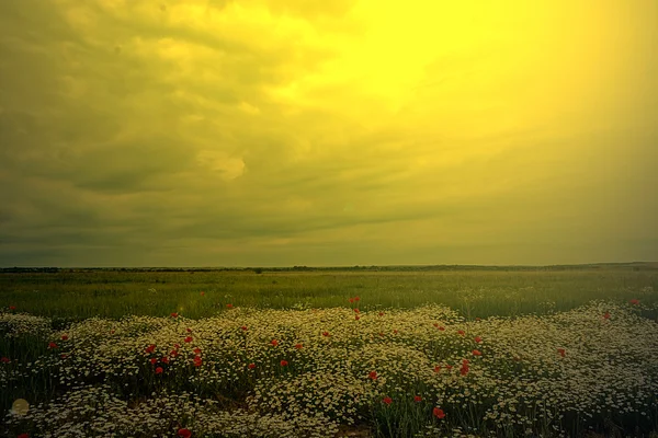 Lansekap dengan bunga poppy dan chamomile dalam cahaya matahari terbenam 5 — Stok Foto