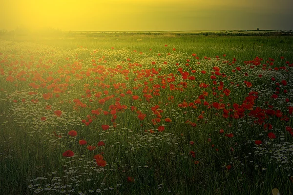Landscape with poppies and chamomile in sunset light 4 — Stock Photo, Image
