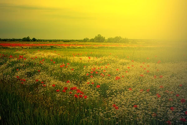 Lansekap dengan bunga poppy dan chamomile dalam cahaya matahari terbenam 6 — Stok Foto
