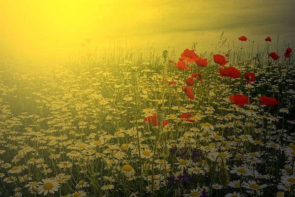 Landschap met papavers en kamille in zonsondergang licht — Stockfoto