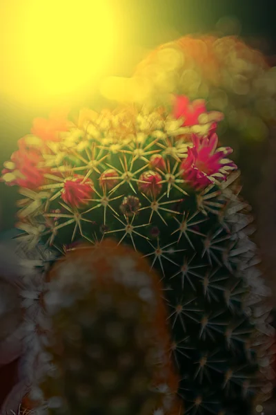 Macro de flor de cacto florescendo ao pôr do sol luz 4 — Fotografia de Stock