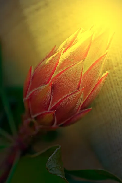 Macro of cactus flower blooming in sunset light — Stock Photo, Image