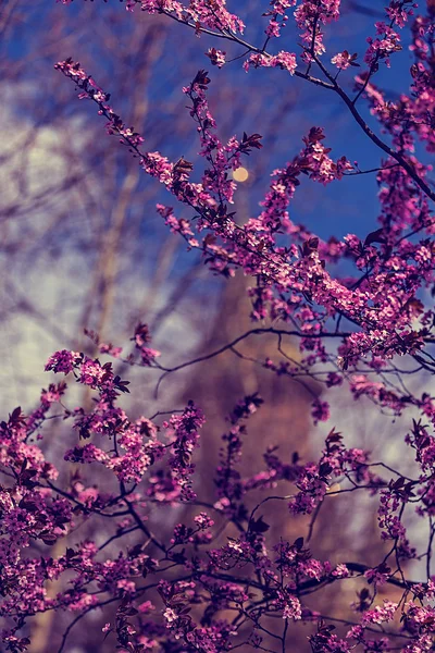 Natuurlijke tekening met cherry vestigingen in blauw licht — Stockfoto