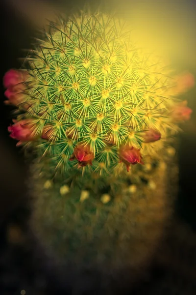 Macro de flor de cacto florescendo ao pôr do sol luz 3 — Fotografia de Stock