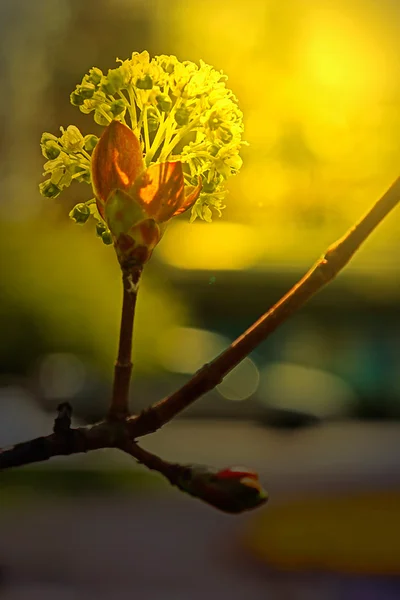 Fiore su ramoscello alla luce del tramonto — Foto Stock
