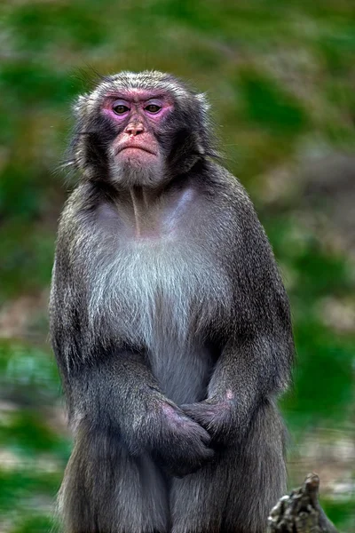 Portret van aap 6 — Stockfoto