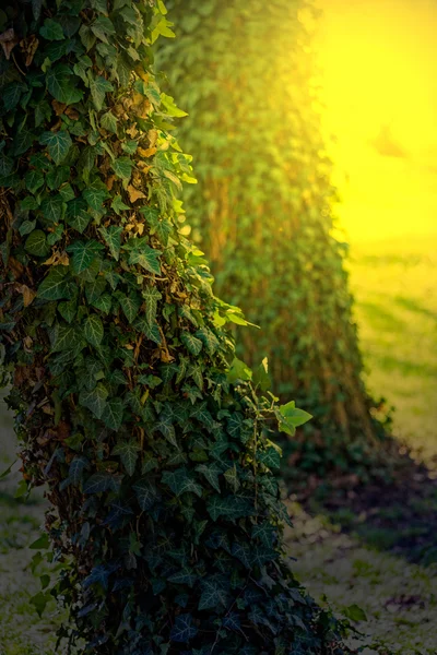 Tramonto nella foresta 2 — Foto Stock